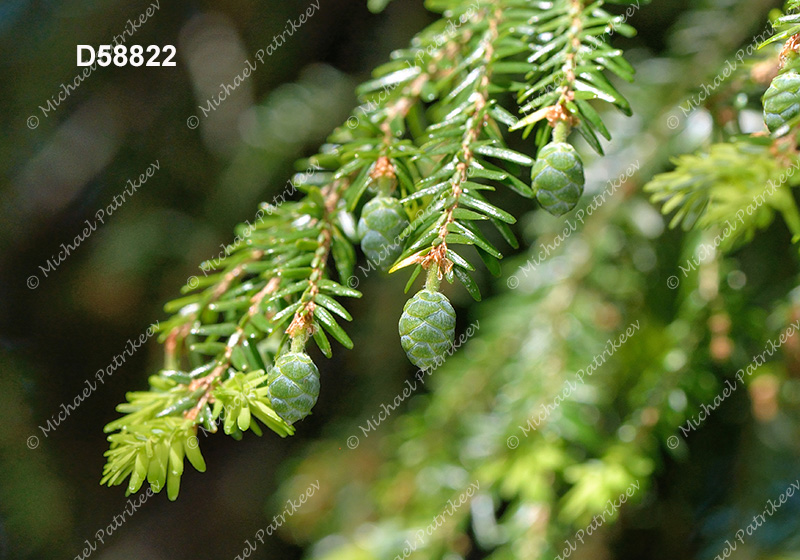 Eastern Hemlock (Tsuga canadensis)